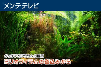 ダッチアクアリウムの世界