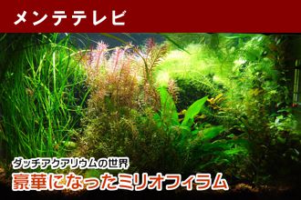 ダッチアクアリウムの世界