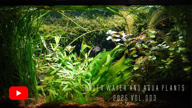 2025 _b`ANAE̐E003