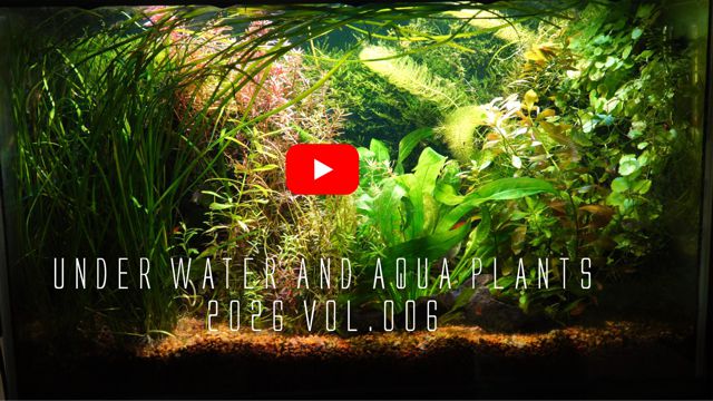 �_�b�`�A�N�A���E���̐��E006