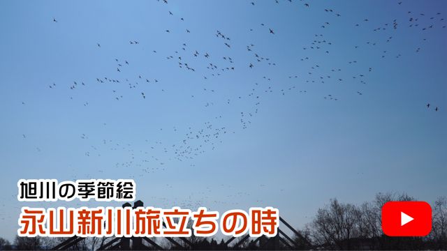 �i�R�V�엷�����̎�