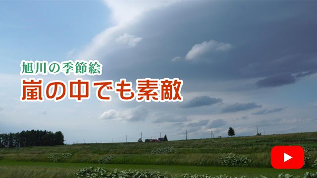 ���̒��̓c��