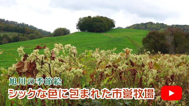 �V�b�N�ȐF�ɕ�܂ꂽ�s�c�q��