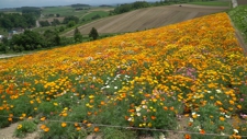 出遅れた北国の花畑