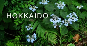 HOKKAIDO