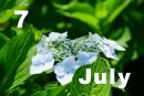 7 July