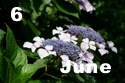 6 June