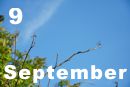 9 September