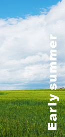 Early summer
