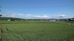 麦畑