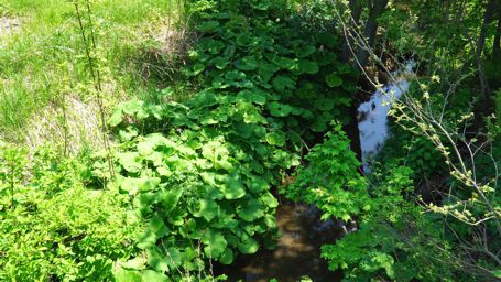 �t�L�̌Q��