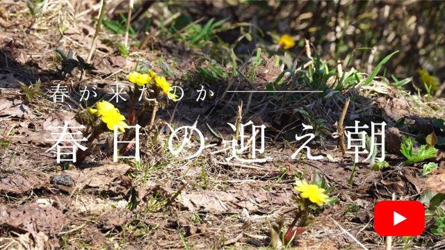 �t���̌}����