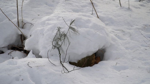 雪の下