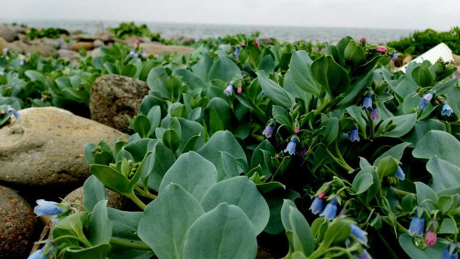 浜辺のムラサキの花