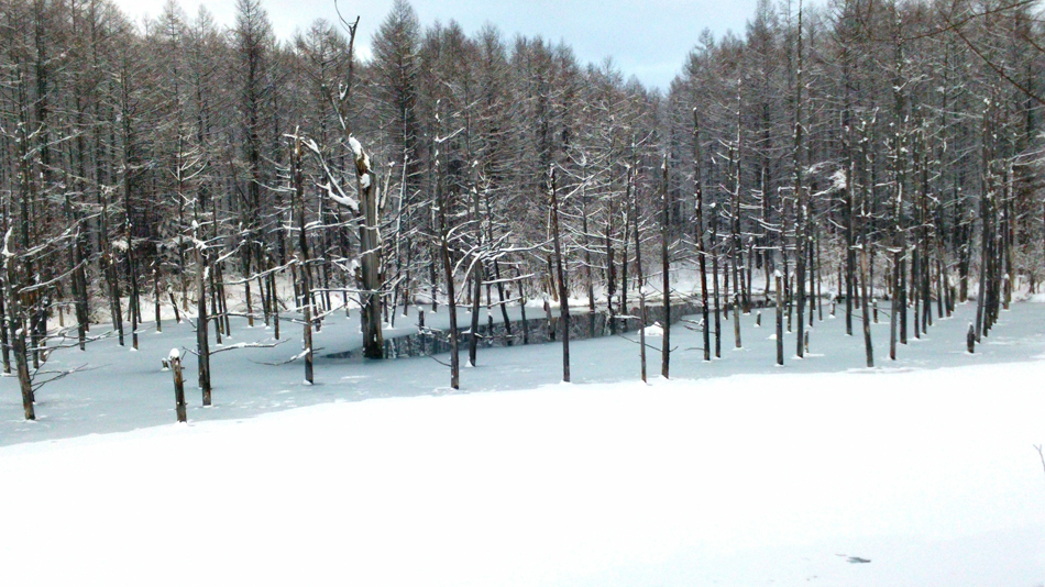 冬の青い池