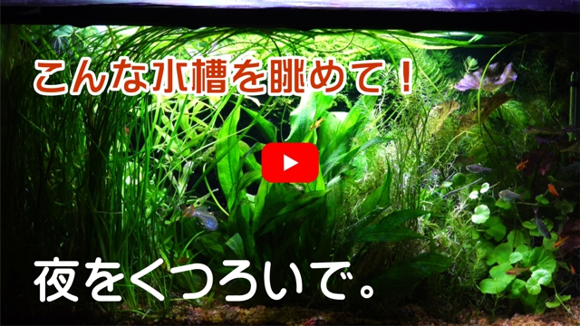 夜をくつろいで
