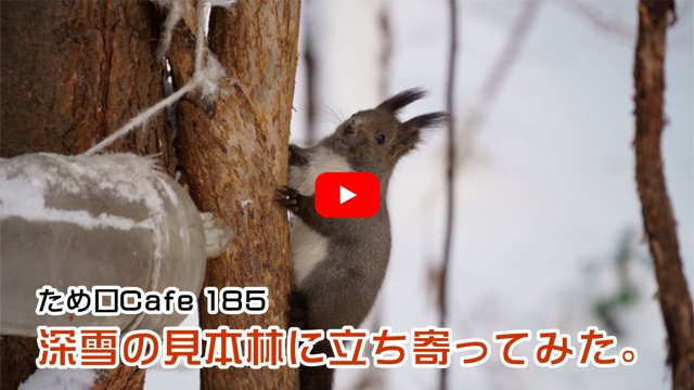 深雪の見本林