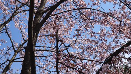 桜