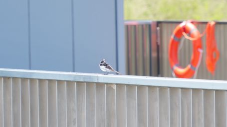 �n�N�Z�L���C