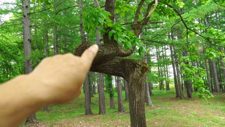 �������I���̖�