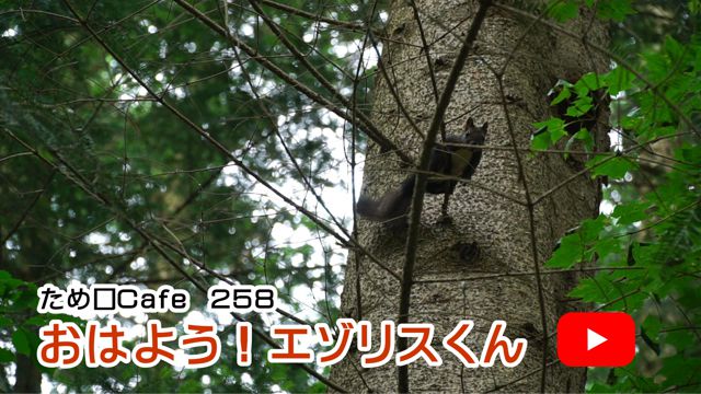 ���͂悤�I�G�]���X����