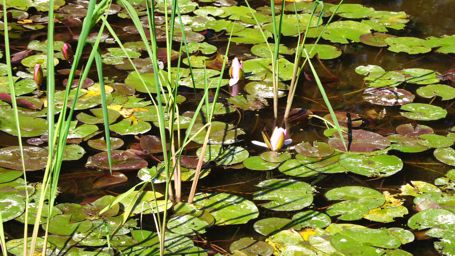 �X�C����