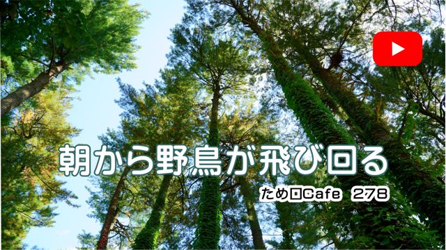 ������쒹����щ��