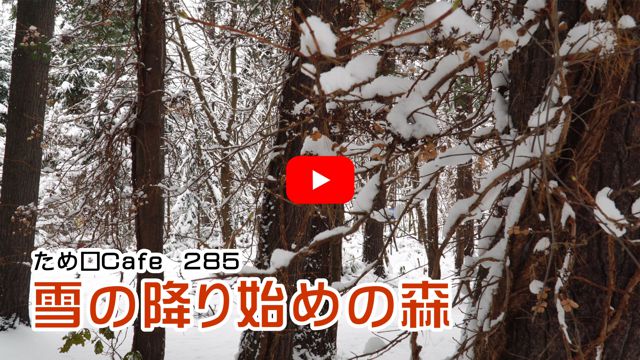 ��̍~��n�߂̐X