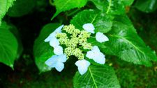 �J�̓��̃��P����