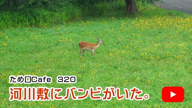 河川敷にバンビがいた。
