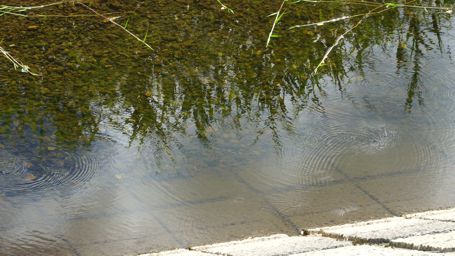 伊野川