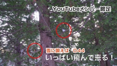 雪に唄えば