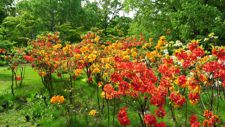 初夏の神楽岡公園をのんびりと